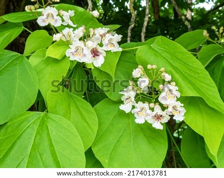 Flowers of the Indian bean tree (Catalpa bignonioides) also known as southern catalpa or cigartree Royalty-Free Stock Photo #2174013781