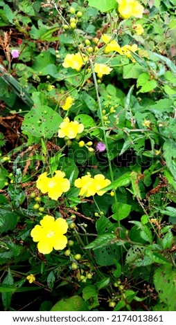 beautiful yellow flower background photo