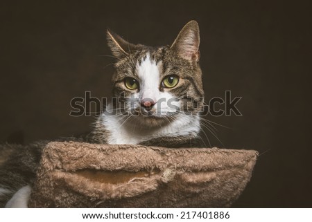 Cute young tabby cat with white chest lying on scratching post against dark fabric background. Studio shot.