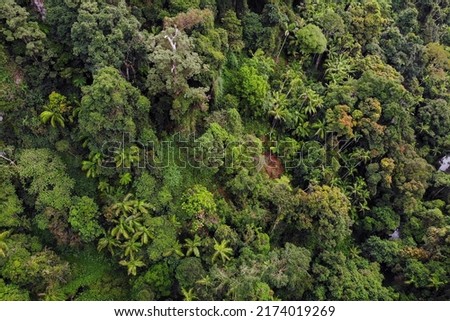 Lush and healthy rainforest from aerial view on the side of a cliff face in Springbrook National Park, QLD. 