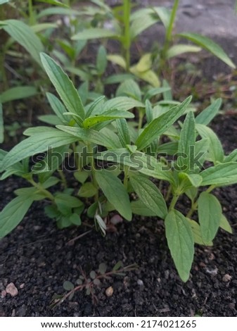 Leucas aspera Common Leucas Natural Herbs  Royalty-Free Stock Photo #2174021265