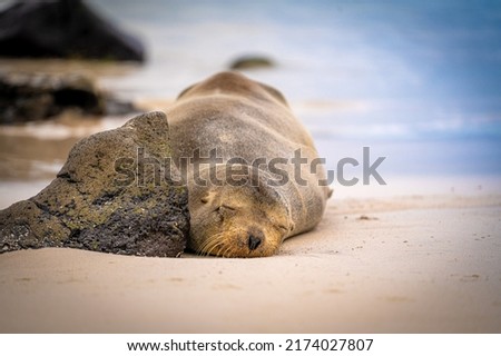 A lonely seal sleeping on the beach