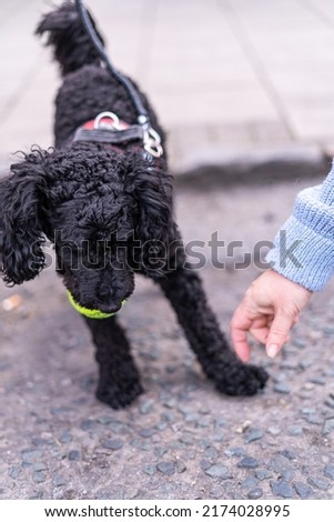 Small black puddle dog holding a tennis ball resisting owners hand demanding to give the ball back. Felame hand using gestures on dog to make him obedient and drop the ball. Royalty-Free Stock Photo #2174028995
