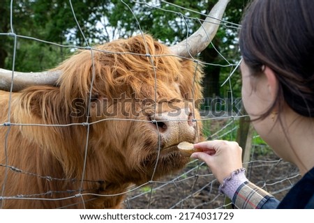 Highland cattle or Highland cow it's a Scottish breed of rustic cattle. It originated in the Scottish Highlands and the Outer Hebrides islands of Scotland and has long horns and a long shaggy coat. Royalty-Free Stock Photo #2174031729