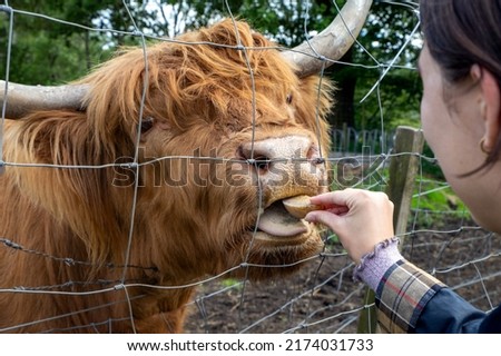 Highland cattle or Highland cow it's a Scottish breed of rustic cattle. It originated in the Scottish Highlands and the Outer Hebrides islands of Scotland and has long horns and a long shaggy coat. Royalty-Free Stock Photo #2174031733