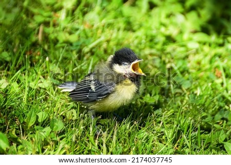 Young great tit in the grass after flying out of the nest calls parents. Czechia.