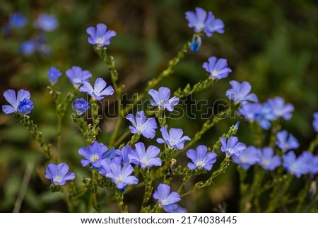 Bright delicate blue flower of ornamental flower of flax and its shoot against complex background. Flowers of decorative flax. Agricultural field  flax technical culture flowering, Linum usitatissimum