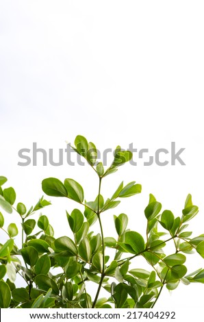 green leaf border isolated on white background