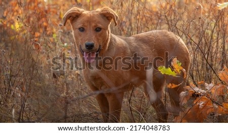 Young red dog in the forest