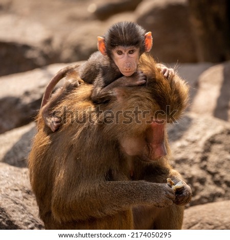 A closeup shot of a Hamadryas Baboon with its baby