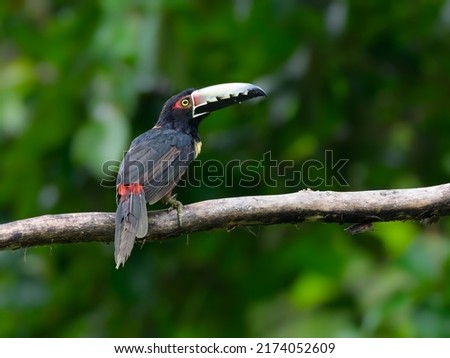Collared Aracari on tree branch against green background, portrait