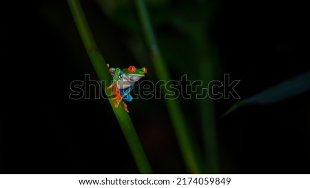 Beautiful closeup view of Costa Rica Frog - Red eye frog- treefrog and yellow frog