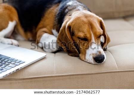 Tired beagle dog fell asleep on the couch near the laptop. Tough dog day. High quality photo Royalty-Free Stock Photo #2174062577