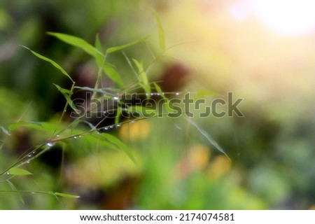 Closeup of Fresh Green bamboo leaves nature background with water drops after the rain in the garden.