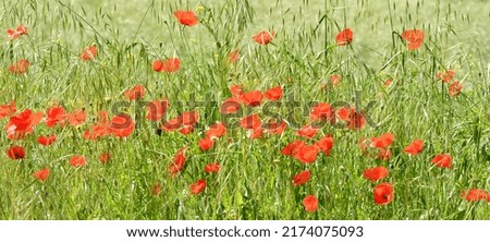 Wild poppies among the grass in the field in spring