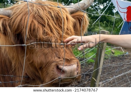 Highland cattle or Highland cow it's a Scottish breed of rustic cattle. It originated in the Scottish Highlands and the Outer Hebrides islands of Scotland and has long horns and a long shaggy coat. Royalty-Free Stock Photo #2174078767