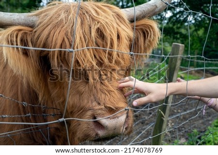 Highland cattle or Highland cow it's a Scottish breed of rustic cattle. It originated in the Scottish Highlands and the Outer Hebrides islands of Scotland and has long horns and a long shaggy coat. Royalty-Free Stock Photo #2174078769