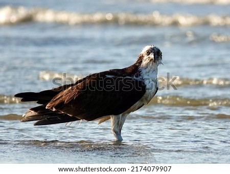                        Osprey after a dip in the ocean       