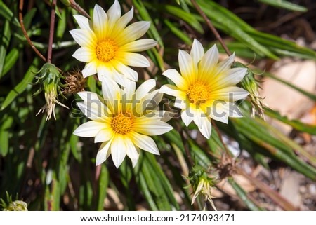 Bright colorful hardy gazania flowers in the family  Asteraceae brighten up the coastal street verges on a sunny autumn afternoon and grow well being very resistant to salt spray. Royalty-Free Stock Photo #2174093471