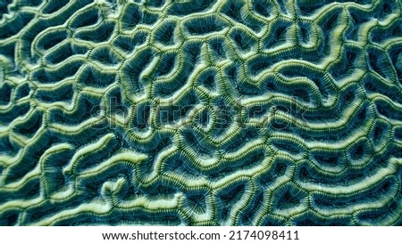 Brain Coral From a Tropical Reef Royalty-Free Stock Photo #2174098411