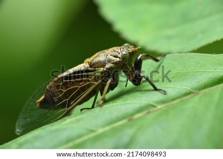 Cicada insect on plant leaf
