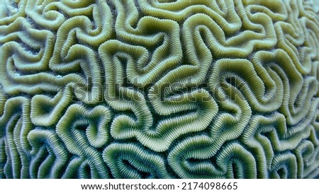 Coral from a Tropical Reef Royalty-Free Stock Photo #2174098665