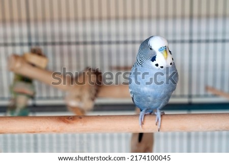 happy handsome blue budgie mauve budgie resting in his cage on a summer afternoon Royalty-Free Stock Photo #2174100045