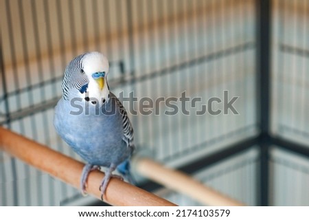 happy Young blue budgie mauve budgie singing in his cage on a summer afternoon Royalty-Free Stock Photo #2174103579