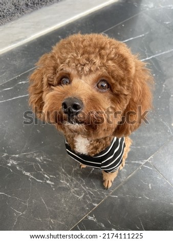 a cute red toy poodle wearing black and white stripe shirt. just got its new hair cut