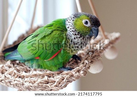 cute female black capped conure resting on her favorite swing on a summer morning  Royalty-Free Stock Photo #2174117795
