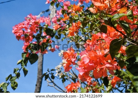 bottom-up and closeup view of the beautiful reddish-pink leaves of a bougainvillea plant against a blue sky background	