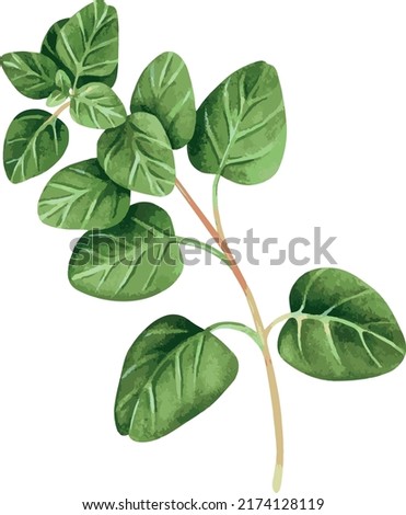 Oregano. Watercolor vector illustration. For your design. Suitable for cookbooks, recipes, aprons, kitchen accessories, stickers, dishes, food packs. Royalty-Free Stock Photo #2174128119