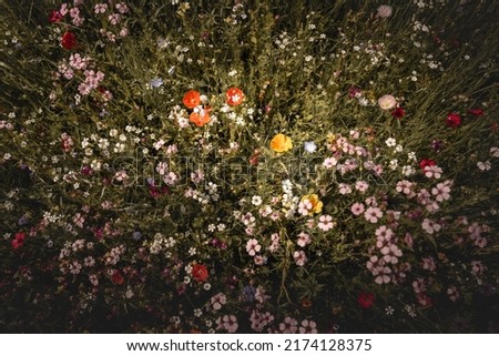 Schöne bunte Blumenwiese mit vielen Blumen. Wiesenblumen fotografiert Landschaftsformat geeignet als Wanddekoration im Wellnessbereich.