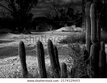An abstract black and white image of cactus growing in an opal mining area in outback New South Wales