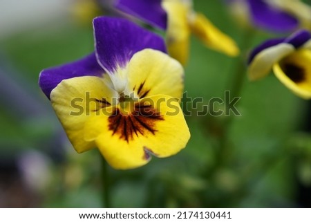 dog-faced pansy flowers in summer