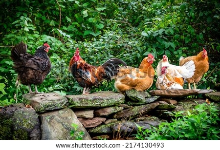 Rooster and his hen. Colorful rooster and chickens. Hen farm Royalty-Free Stock Photo #2174130493