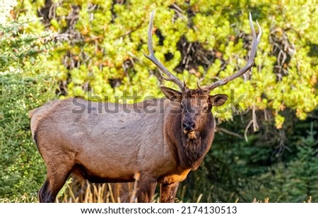 Portrait of a deer in the forest. Deer in nature. Deer portrait. Noble deer Royalty-Free Stock Photo #2174130513