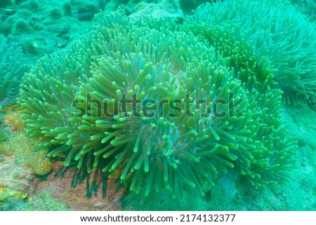 Colourful of sea anemone in Thailand                            