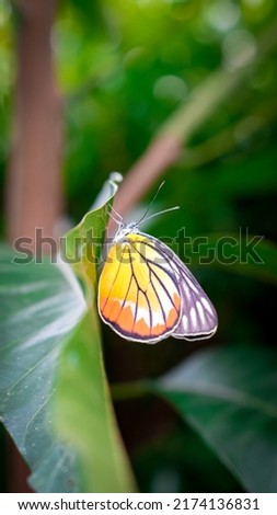 Photo of Painted jezebel, a species of butterfly. perching on the leaves The image shows a blurred background to focus on the beautiful wings. Suitable for background and reference purposes.