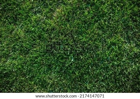 Overhead top view of green grass texture, yard, outdoor turf and grass background Royalty-Free Stock Photo #2174147071