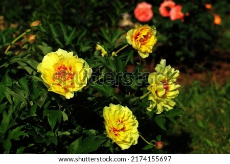Yellow Peony in the home garden,petals close-up at sunset, natural blurred background. For design, texture, Nature.
