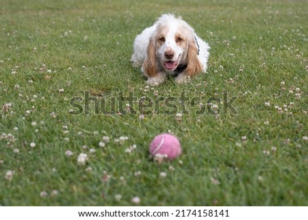 Spaniel intently watching a ball waiting for a command Royalty-Free Stock Photo #2174158141