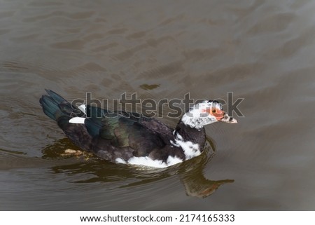 Muscovy Duck Swimming in Nook Lake