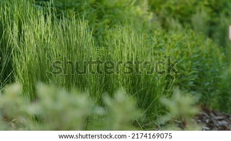 Green garden grass swaying in the wind. Stock footage. Close up of stems of fresh green lawn on a summer day.