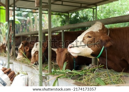 Livestock - Group of cows or cattle are prepared for sacrifices on Eid al-Adha or Eid al-qurban. Bos taurus. Royalty-Free Stock Photo #2174173357