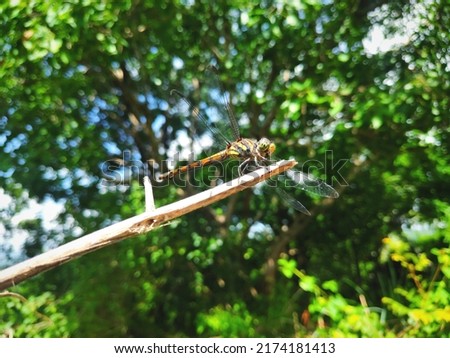 Potamarcha congener is a species of dragonfly in the family Libellulidae.
