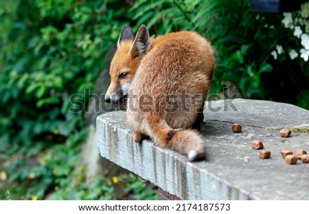 Urban fox cubs in a garden