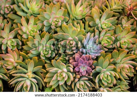 Pictures of various beautiful succulents