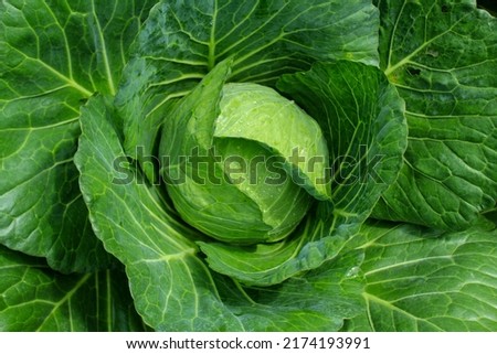 very green and fresh cabbage with a soft texture