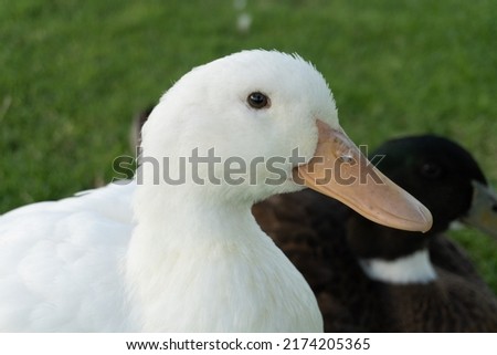 White Duck walking on the grass by the lake